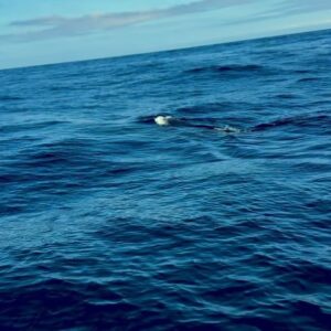 Nicolás Oyarzún Instagram - 🐋