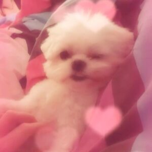 Nicolas Scandale Instagram - Minnie Bb😍😍😍😍 #cutenessoverload  @marine_zielkowski #puppy #puppylove #puppygram #puppydog #puppyoftheday #puppylife #puppyeyes #puppystagram #puppys #puppylover #puppyofinstagram #puppysofinstagram #puppypalace #puppyface #puppyplay #puppysketch #puppydogeyes #puppytales #puppylovers #puppystagrams #Puppyview #puppykisses #puppyvideo #puppytrip #puppyplaytime #puppytraining #PuppyProblems #puppycuddles #puppypower #puppy