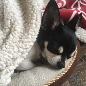 Nicole Bordeleau Instagram - Nous avons tant à apprendre de ceux qui savent si bien équilibrer effort et repos, concentration et détente, divertissement et silence. 

#nature #équilibre #balance #sagesse #tao #chihuahua #repos #paisible