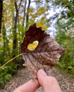 Nicole Bordeleau Instagram - Sur mon chemin de méditation, j’ai découvert ce joli petit coeur. 

Je vous l’offre.

#cœur #feuilles #méditation #marchecontemplative #pause #automne #nature