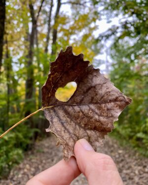 Nicole Bordeleau Instagram - Parmi toutes celles qui sont tombées, qui tombent, qui tomberont…
L’une d’elles me rappelle l’essentiel.

#chemin #rappel #essentiel #coeur #compassion #présence #attention