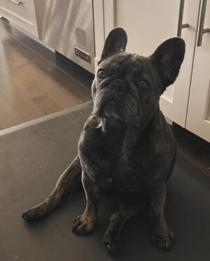 Nicole Muñoz Instagram - you are now in the ‘animals I’ve seen recently’ group chat.
