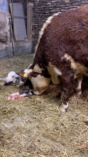 Nigel Owens Instagram - A very special moment on St David’s day. Our first home bred heifer calving her first calf Mairwen Beauty 1st and her lovely heifer calf Mairwen Beauty 5th . Quite emotional to be honest 🙈. Croeso is byd Mairwen fach