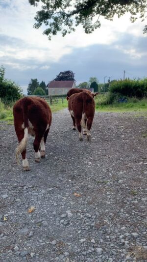 Nigel Owens Instagram - Moving some of our #MairwenHerefords young heifers after some fly treatment and worming. Am not sure how more obvious the open gate could be. Bit like refin a few of the players who were always coming in from the side instead of through the gate 🙈