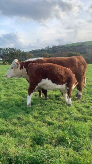 Nigel Owens Instagram - Final check of the day on some of the Mairwen cows & calves before settling down to watch the semi final. This is our oldest cow Sarah 14yrs young and her 6 months old heifer calf Mairwen Sarah 1st. #MairwenHerefords #TheGwendraethValley