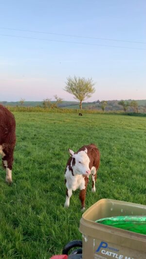 Nigel Owens Instagram - Is there anything more beautiful than a Hereford calf?O and the scenery ain’t bad either. #MairwenHerefords 
Nos da i chi gyd.