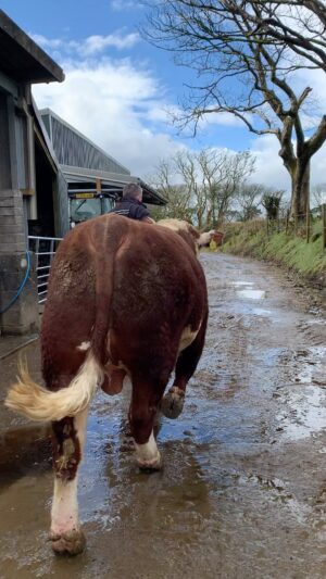 Nigel Owens Instagram - Well here he is our first ever entry to the Hereford Society Sale on April 13th. Mairwen Tawel Nos. Born Nov 28th 2022. Premier Health scheme . Free of everything and highest Level 1 status on everything. Halter trained and quiet as a lamb. Easy calving