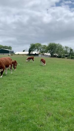 Nigel Owens Instagram - They love some fresh grass. The rain has been kind to us and the grass has kept growing. #MairwenHerefords