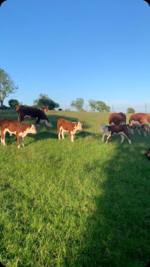 Nigel Owens Instagram - After a busy day working in London. There is no better place to be than at home with the #MairwenHerefords . As well as the dogs and better half of course 😂😉