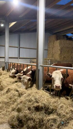 Nigel Owens Instagram - That time of year again. Some of the cows and their bull calves in due to so much rain. Although they can go in and out as they please . Choosing in so far today 😂#MairwenHerefords