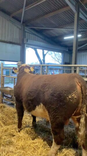 Nigel Owens Instagram - Not bad for second time on halter and not washed yet 😂. 18 month old Mairwen 1 Gwendraeth. Sired by Dendor Sugar Ray and dam is one of our best cows Kilvourough Keepsake. Will be for sale at The Hereford Sale at Shrewsbury on Tuesday. The most wonderful of temperaments just like his dad and mum. We don’t push out cattle just a bit of feed and good quality grass and haylage.