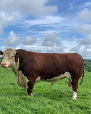 Nigel Owens Instagram - The main man. Our stock bull here at Mairwen Herefords. Dendor Sugar Ray. He is such a handsome chap aye.