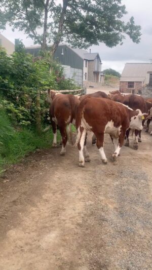 Nigel Owens Instagram - Six of these beautiful Mairwen Bulling Heifers sired by Dendor Sugar have all been sold, so in they come for their premovement testing and a health check. Fingers crossed 🤞 and they will be off to their new homes next week.  Bloodlines include Glenvale Doris, Rodbaston Oyster Lass, Greenyards Echo, Kilvourough Juliet, Celynnen Harmony and Triacre Pearl
 #MairwenHerefords selling quality grass fed Herefords at a fair price. 

Many thanks for your custom