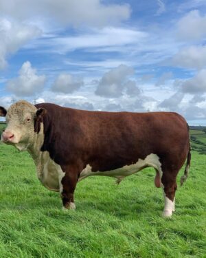 Nigel Owens Instagram - Well a few of our recently weaned heifer calves sold this morning, sired by our main man Dendor Sugar Ray who is out of the excellent breeding of Dendor Ruby and sired by Nairobi. We have a couple left and a couple of 14 - 16 months old ones for sale too. Please feel free to get in touch if you would like to see them.