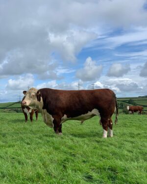 Nigel Owens Instagram - The main man. Our stock bull here at Mairwen Herefords. Dendor Sugar Ray. He is such a handsome chap aye.