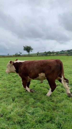 Nigel Owens Instagram - One of our young bulls 8 month old Mariwen Tawel Nos sired by Mariwen Geraint who was out of Greenyards Hannah and Greenyards Legend.