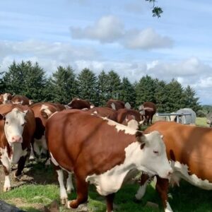 Nigel Owens Instagram - #MairwenHerefords on the move to some lovely fresh grass. They are all travelling at low speed so there is no emissions from their engine 😉. Joio Ffermio.