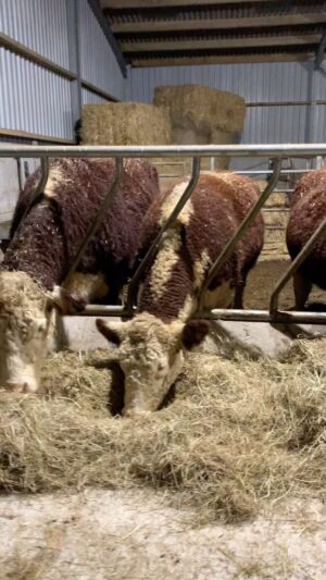Nigel Owens Instagram - Cattle fed and clean bedding for all. So relaxing watching them enjoy munching away.  Happy New Year to you all from all of us here at #MairwenHerefords. Blwyddyn newydd dda I chi gyd