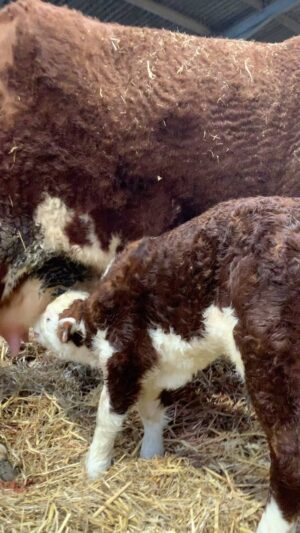 Nigel Owens Instagram - Another day another bull calf. This special one was up in 15 mins and suckling from our oldest and dearest cow Trannon Sarah at 12 years old