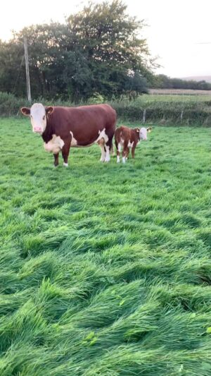 Nigel Owens Instagram - Final check of the recently born #MairwenHerefords.
