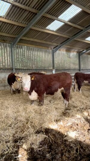 Nigel Owens Instagram - We have a few lovely heifers for sale. A few will be put in calf next week. Also a few heifers 15 - 20 months old. All heifers are sired by Dendor Sugar Ray. Dams include Greenyards Echo , Rodbaston Oyster Lass, Glenvale Doris, Ruckmans Leslie and Kilvourough Juliet and Rodbaston Beauty.