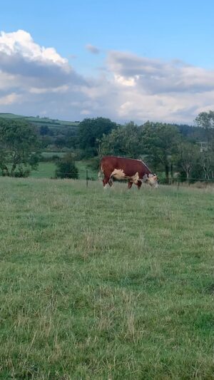 Nigel Owens Instagram - So blessed where we live. Final check of the day of the Mairwen cows and calves and bulling heifers. #MairwenHerefords #GwendraethValley #CwmGwendraeth. Nos da Pawb