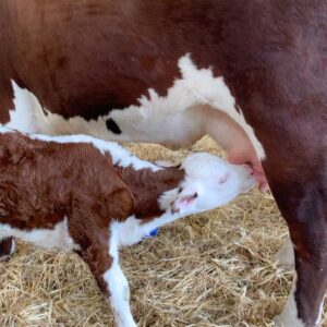 Nigel Owens Instagram - Another #MairwenHerefords born calf on #Farm24. Just a few hours old and up and suckling. Got to love a Hereford