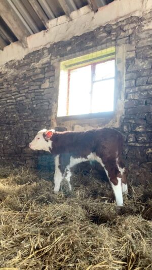 Nigel Owens Instagram - He is a beauty. Born at 3pm today and a few hours later he already has the pose. #MairwenHerefords Diolch Nev Y Wern am y help 😂