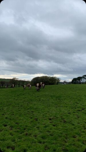 Nigel Owens Instagram - Mooooving 😂🙈some of the Mairwen cows & January born calves to some fresh grass. O and little Mairwen Beauty 4th who was St David’s day born catching up in the end bless her. I do ❤️the farming life