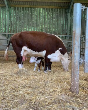 Nigel Owens Instagram - Another #MairwenHerefords born calf on #Farm24. Just a few hours old and up and suckling. Got to love a Hereford