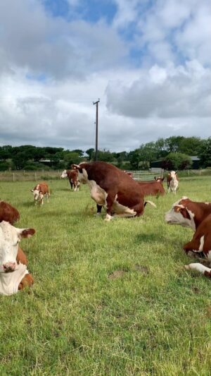 Nigel Owens Instagram - Sit. There’s a good boy you are. Our stock bull Dendor Sugar Ray keeping an eye on his herd. #MairwenHerefords