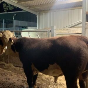 Nigel Owens Instagram - Nos da an early start tomo two of the 3 young 16 months old bulls sold this weekend are off on their journey to North Wales tomorrow. All sired by our main man Dendor Sugar Ray . #MairwenHerefords