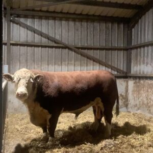 Nigel Owens Instagram - Nos da an early start tomo two of the 3 young 16 months old bulls sold this weekend are off on their journey to North Wales tomorrow. All sired by our main man Dendor Sugar Ray . #MairwenHerefords