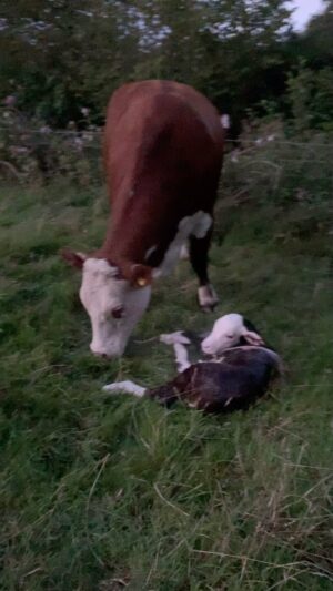 Nigel Owens Instagram - Busy night. But you have got to love a Hereford. Beautiful and Easy calving. Nos da from us at #MairwenHerefords