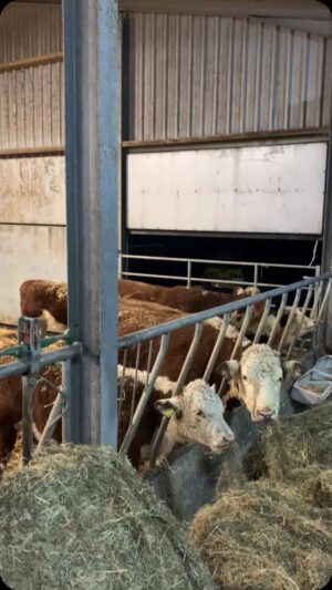 Nigel Owens Instagram - You know winter is not far away when it’s time for some home comforts for the #MairwenHerefords . Nos da all