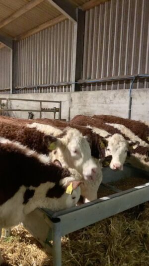 Nigel Owens Instagram - Just weaned at 9/10 months old Mairwen Heifers having their supper. Sired by our stock bull Dendor Sugar Ray. Dams are Greenyards Hannah & Echo, Rodbaston Beauty and Rodbaston Beauty 8th, Treonnen Sara and Kilvourough Keepsake.