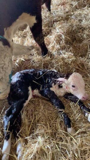 Nigel Owens Instagram - Christmas calving under way. Nothing better that bringing new life into this world even though it’s not the nicest of worlds at the moment. #MairwenHerefords