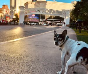 Nikita Ramsey Instagram - vegas. we laughed a lot (@jimjefferies ) we ate (a giant amazing 🦆) and sprocket strolled the strip. great weekend!!! ❤️🎰