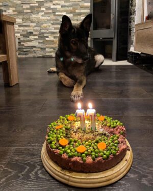 Nikola Donéová Instagram - 28.9. 🥳 Vše nejlepší Vendulko ♥️
Byla jsem s focením pomalá no 😀
#happybdaydog #makeawish #iloveyou #bezlepkovydort