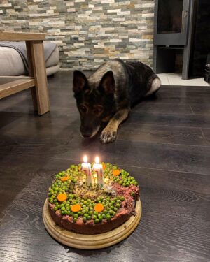 Nikola Donéová Instagram - 28.9. 🥳 Vše nejlepší Vendulko ♥️
Byla jsem s focením pomalá no 😀
#happybdaydog #makeawish #iloveyou #bezlepkovydort