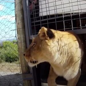 Nikola Donéová Instagram - Proč se zapojit do kampaně www.cirkusybezzvirat.cz ? 🎪🤹🏼🐻
@svobodazvirat 
_
Podívej se na toto krásné video, a když Ti srdce zavelí, podepiš petici na výše uvedeném webu. 📝📧
_
Tento návrh zákonodárcům se týká naší země. Naše země je malinká, ale (i dle videa) nejsme jediná země (lidé, kteří za tím stojí a nevzdávají se), která usiluje o změny k lepšímu. Veliké změny se nestanou přes noc, veliké změny jsou výsledkem právě těch oněch menších kousíčků, které když slepíme dohromady, dostaneme celek - a jeden celek je naše planeta. Takže i kdyby bylo 100.000 malých států, které usilují o změnu, ve výsledku je to změna celé planety. Nelze si říct, že jsme stejně malá země a nemá to smysl. Má to smysl. 🤍
_
credit: @thedodo 
kampaň v Česku: @svobodazvirat 
video: potažením doleva je pokračování