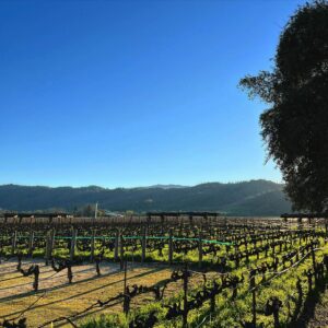 Nobel Arustamyan Instagram - It’s Napa Valley