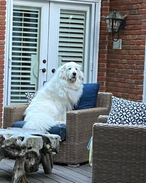 Nolan North Instagram - More than 300lbs. of pure love! #nationaldogday