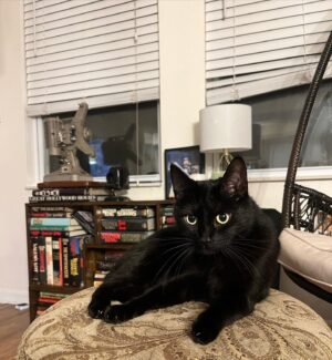 Nora Hewitt Instagram - #StephenKing lounging in the book corner 🐈‍⬛👑 #blackcats #allblackeverything #stephenkingbooks #sirstephenking