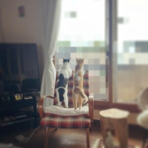 Noriko Iriyama Instagram - 梅雨入りだそうで🐌🌱
仲良く雨なんか見てたりします。

皆様、風邪などひかぬよう。