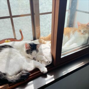 Noriko Iriyama Instagram - ツナミズ2歳の誕生月です。
5月産まれで、保護は2週間違いと聞いているので
なんとなく中旬〜下旬にかけてなのかなと思いながらありがとうを伝えています。

2枚目は我が家へ来た頃。
3枚目は1歳の誕生月。
4枚目は、いま現在です。
おおきくなりました☺️🐿️🐄🍚

自由を愛する柔らかツナ。
慎重で優しいまんまるミズ。

いつも一緒で仲良しで、それだけで毎日が温かいです。

たくさん食べてたくさん寝てたくさん遊んで
元気でいるんだよー。
👩‍🌾🏡🐺🐈‍⬛🦭🐿️🐄✨