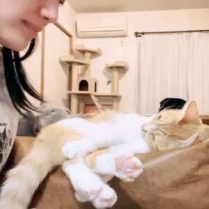 Noriko Iriyama Instagram - ツナは頭を下げると手でちょいちょいしてくる。
なんでかしら。たまらん仕草です☺️🐈