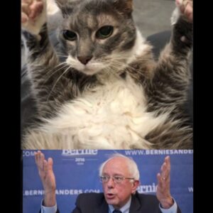 Norm Macdonald Instagram - Kitty has a message for Bernie Sanders! QUIT STEALING MY MOVES! 
#normmeme #berniesanders #kitty