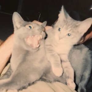 Norm Macdonald Instagram - The Naming of Cats is a difficult matter,  It isn’t just one of your holiday games;
You may think at first I’m as mad as a hatter
When I tell you, a cat must have THREE DIFFERENT NAMES.
First of all, there’s the name that the family use daily,  Such as Peter, Augustus, Alonzo, or James,
Such as Victor or Jonathan, George or Bill Bailey—  All of them sensible everyday names.
There are fancier names if you think they sound sweeter,  Some for the gentlemen, some for the dames:
Such as Plato, Admetus, Electra, Demeter—  But all of them sensible everyday names,
But I tell you, a cat needs a name that’s particular,  A name that’s peculiar, and more dignified,
Else how can he keep up his tail perpendicular,  Or spread out his whiskers, or cherish his pride?
Of names of this kind, I can give you a quorum,  Such as Munkustrap, Quaxo, or Coricopat,
Such as Bombalurina, or else Jellylorum—  Names that never belong to more than one cat.
But above and beyond there’s still one name left over,  And that is the name that you never will guess;
The name that no human research can discover—  But THE CAT HIMSELF KNOWS, and will never confess.
When you notice a cat in profound meditation,  The reason, I tell you, is always the same:
His mind is engaged in a rapt contemplation  Of the thought, of the thought, of the thought of his name:  His ineffable effable  Effanineffable
Deep and inscrutable singular name.

For these two those names are KITTY and BOBBY! Because Kitty looks like a kitty! And Bobby looked like a bobcat!