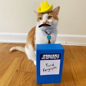 Norm Macdonald Instagram - Kitty is still chuckling about the excellent sketch she saw this weekend on Saturday Night Cats! 
#happyhalloween #SaturdayNightCats
(Thanks for the photo @hoffandbennieandmyles)